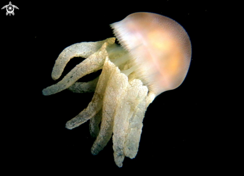 A Catostylus mosaicus | Sea Blubber Jellyfish