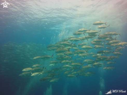 A Bigeye Trevally