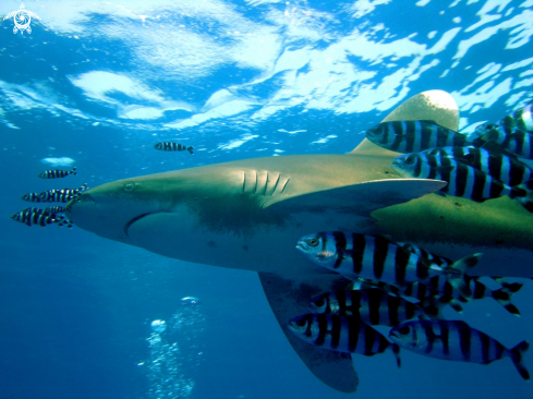 A requin longimane ocanique