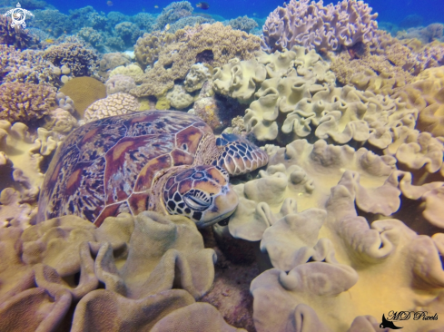 A Chelonia mydas | Green Turtle