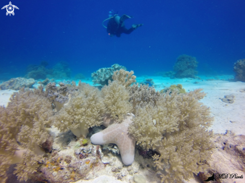 A Choriaster granulatus | Sea Star