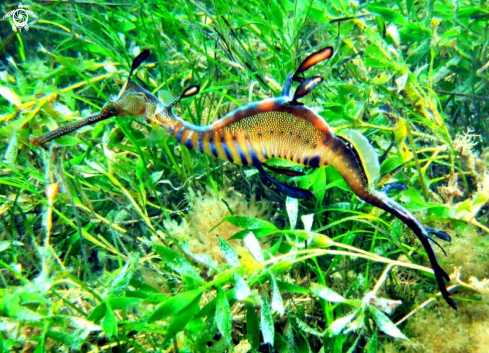 A Weedy seadragon