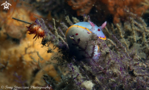 A Bennett's Hypselodoris