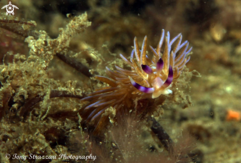 A Pteraeolidia ianthina | White dragon