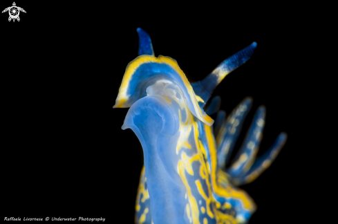 A nudibranch