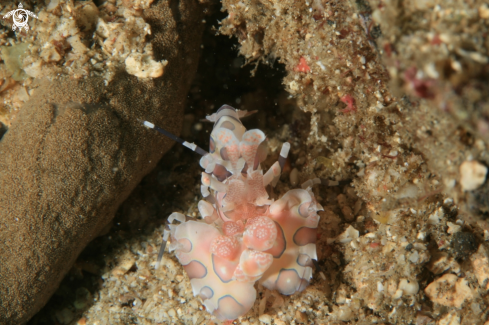 A Harlequin shrimp