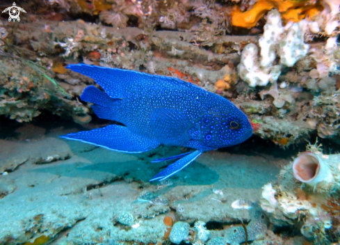 A Paraplesiops meleagris | Southern Blue Devil