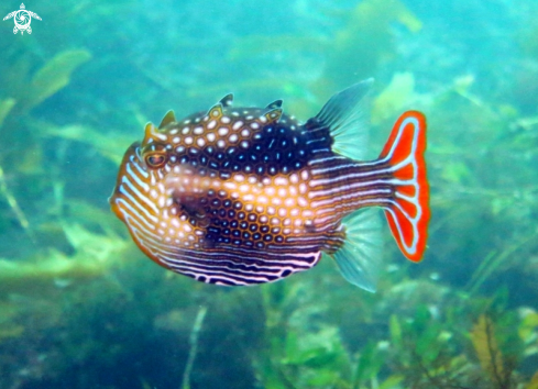 A Aracana ornata | Ornate Cowfish (male)