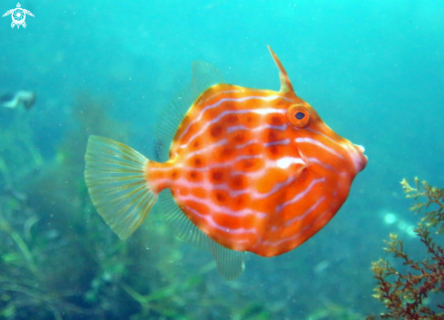 A Eubalichthys mosaicus | Mosaic Leatherjacket (juvenile)