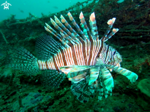 A Red Lionfish