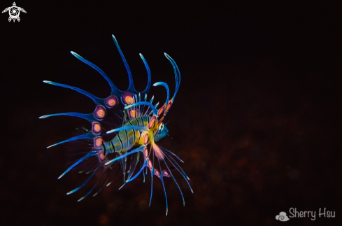 A Juvenile Lionfish