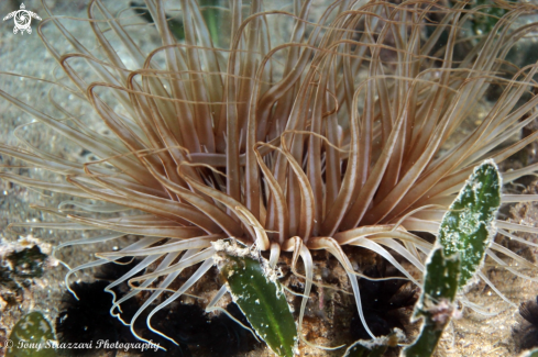 A Pachycerianthus delwynae | Banded tube anemone