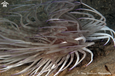 A Pachycerianthus delwynae | Banded tube anemone