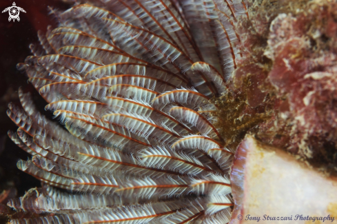 A Idanthyrsus pennatus | Feather tube worm