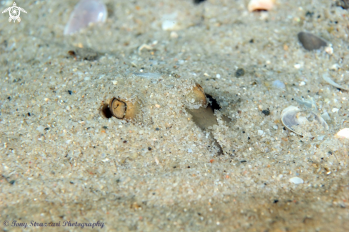 A Trygonoptera testacea | Common Stingaree