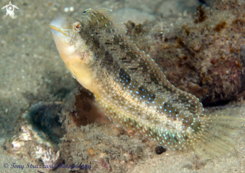 A Petroscirtes lupus | Brown Sabretooth Blenny