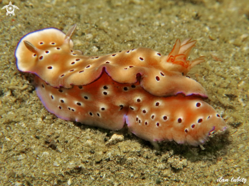 A Hypselodoris tryoni | nudibranch