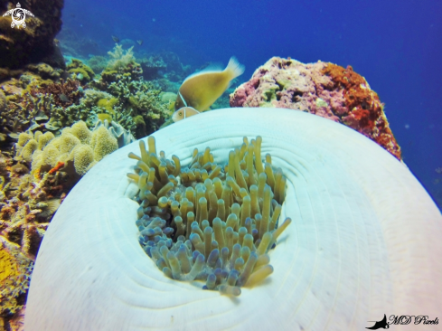 A Skunk Clownfish