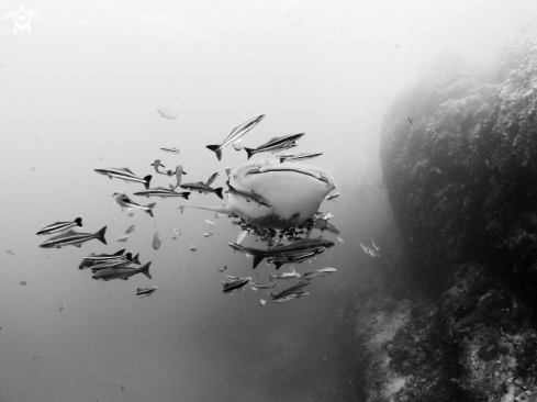 A Whale Shark