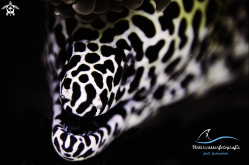 A Gymnothorax favagineus | Honeycomb Moray Eel