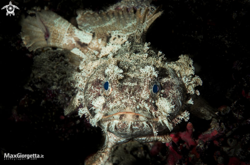 A Toadfish - Halophryne diemensis