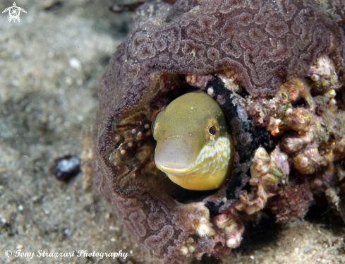 A Plagiotremus tapeinosoma | Hit & Run Fang Blenny