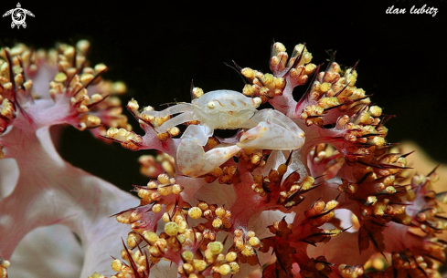 A Neopetrolisthes maculosus | crab