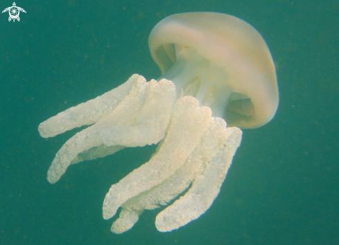 A Sea Blubber Jellyfish