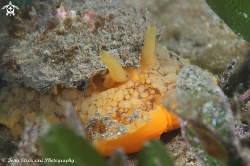 A Umbraculum umbraculum | Umbrella Shell