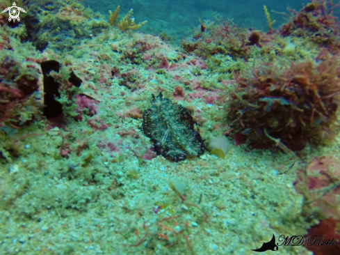 A Pseudobiceros bedfordi | Persian carpet flatworm