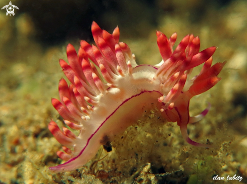 A Flabellina rubrolineata | nudibranch