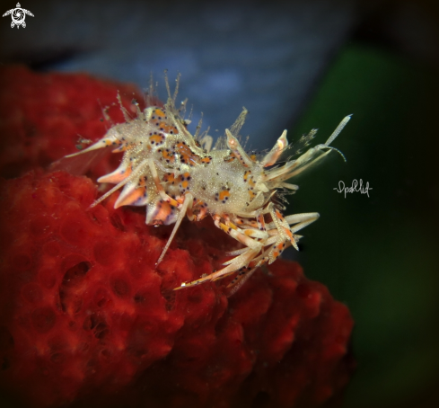 A Phyllognathia ceratophthalmus | Tiger shrimp