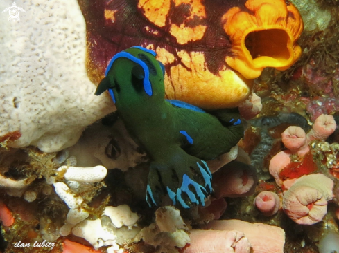 A nudibranch