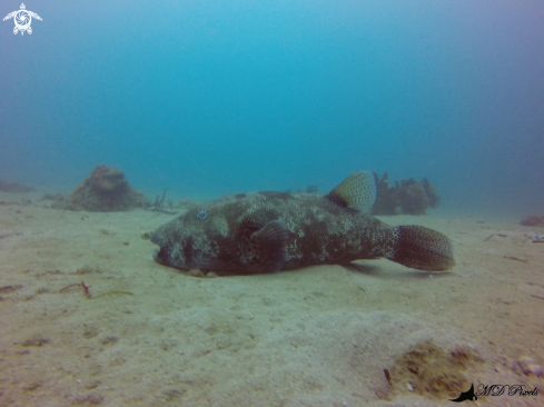 A Arothron stellatus | Pufferfish