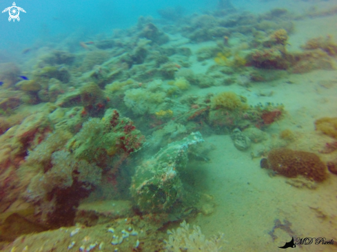 A Antennarius commerson | Frogfish