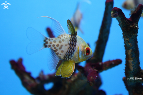 A Sphaeramia nematoptera | Pajama Cardinalfish