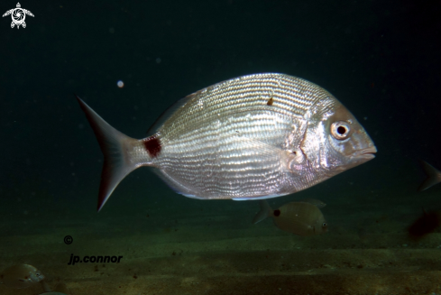 A Diplodus sargus | Sar