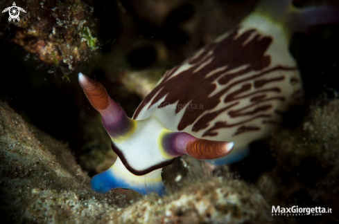 A Nembrotha lineolata | nudibranch