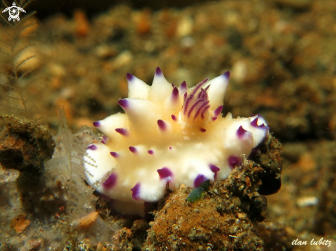 A nudibranch