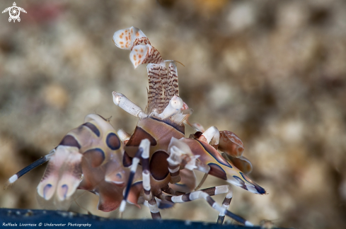 A Harlequin shrimp