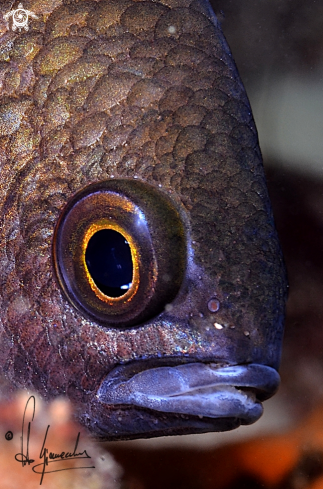 A Chromis chromis | Castagnola