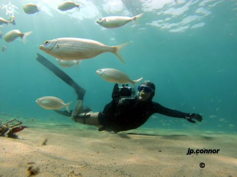 A Freediving