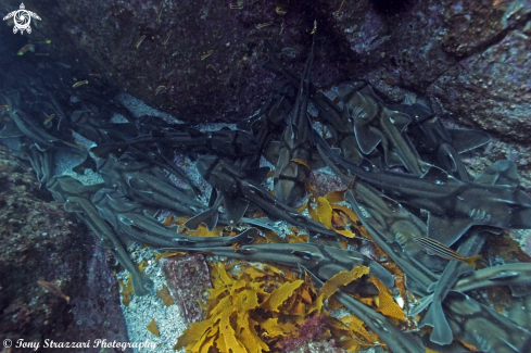 A Heterodontus portusjacksoni | Port Jackson Shark