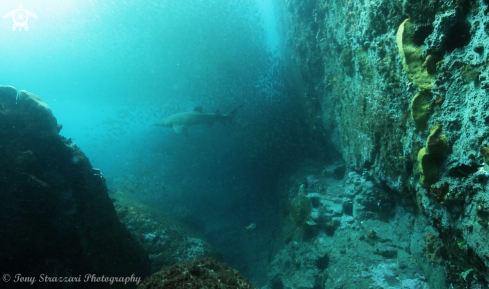 A Green turtle and grey nurse shark