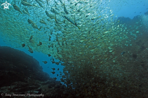 A Schuetta scalaripinnis | Eastern pomfred