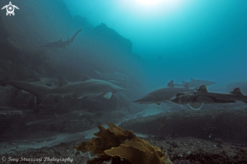 A Heterodontus portusjacksoni and Carcharias taurus | Port jackson and grey nurse sharks