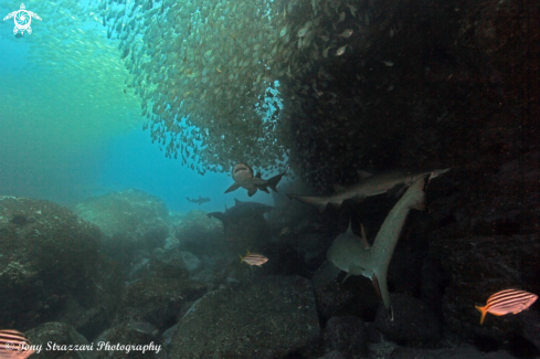 A Grey Nurse Shark (Sand Tiger, Ragged Tooth)