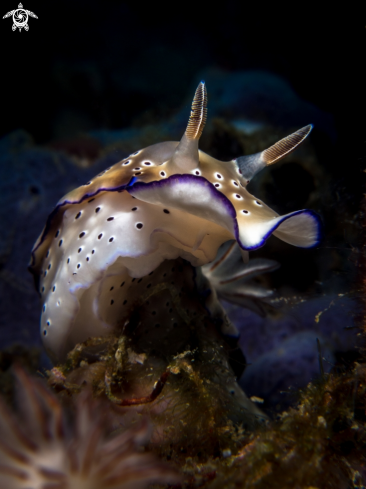 A Hypselodoris tryoni | Nudibranch