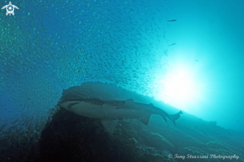 A Grey Nurse Shark (Sand Tiger, Ragged Tooth)