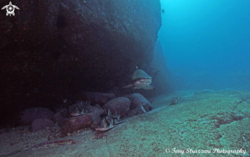 A Heterodontus portusjacksoni and Carcharias taurus | Port jackson and grey nurse sharks